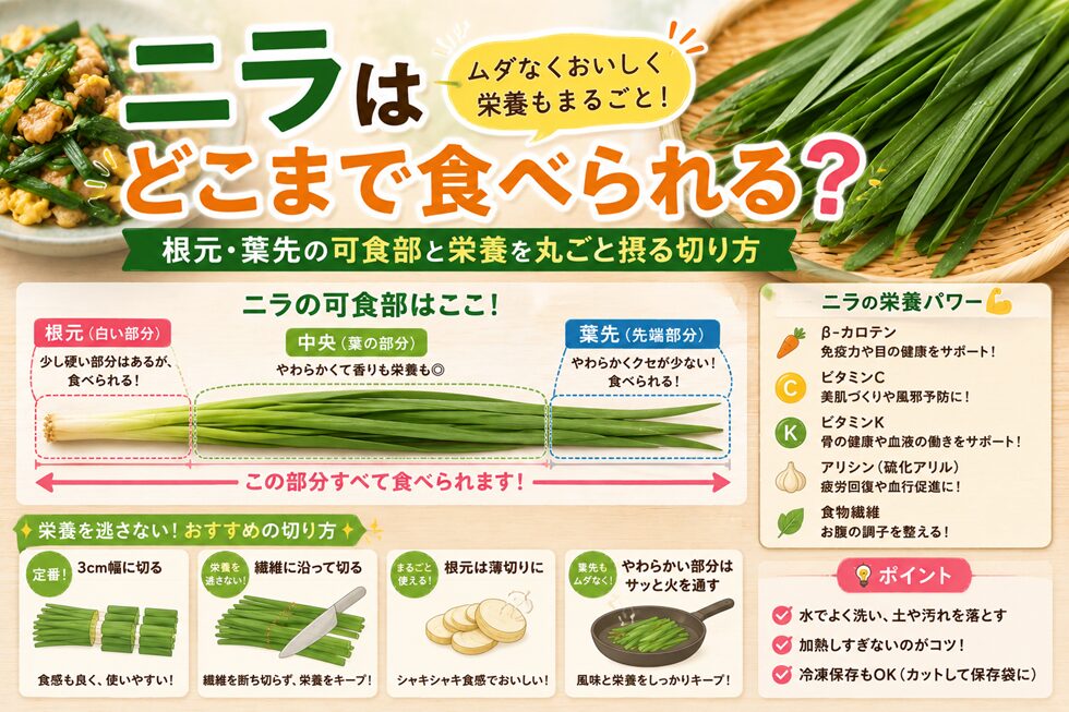 ニラはどこまで食べられる？根元・葉先の可食部と栄養を丸ごと摂る切り方
